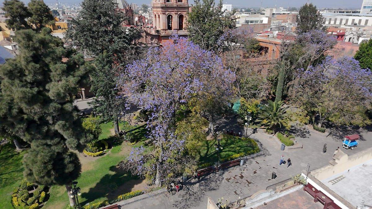 Jacarandas ya pintan de color violeta las calles de San Luis Potosí