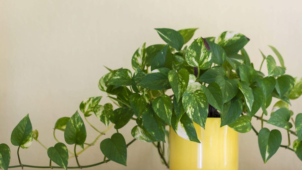 ¿Tu oficina parece hospital? Estas plantas pueden cambiarlo todo