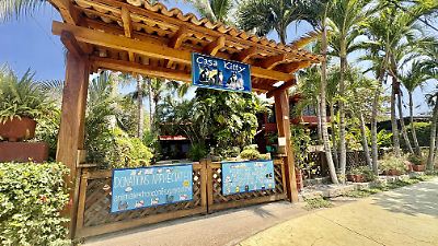 Casa Kitty, un refugio para convivir con gatos y perros en Troncones