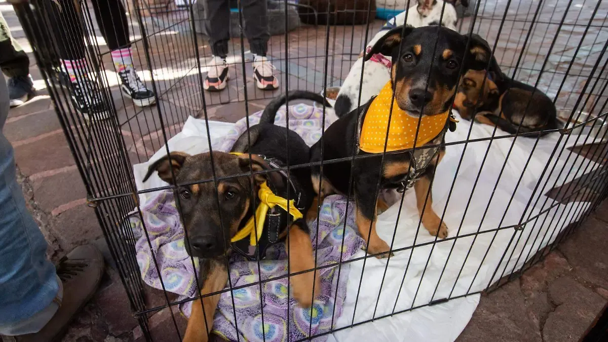 Activan campaña gratuita de vacunación antirrábica para mascotas en San Luis Potosí