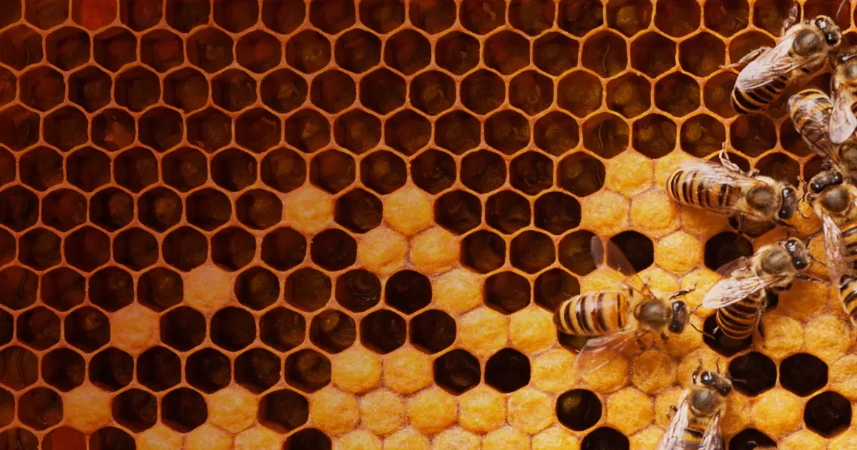 Honeybees moving across a golden honeycomb with perfectly formed hexagonal cells, some filled with golden honey or pollen, and others appearing darker, possibly containing developing brood.