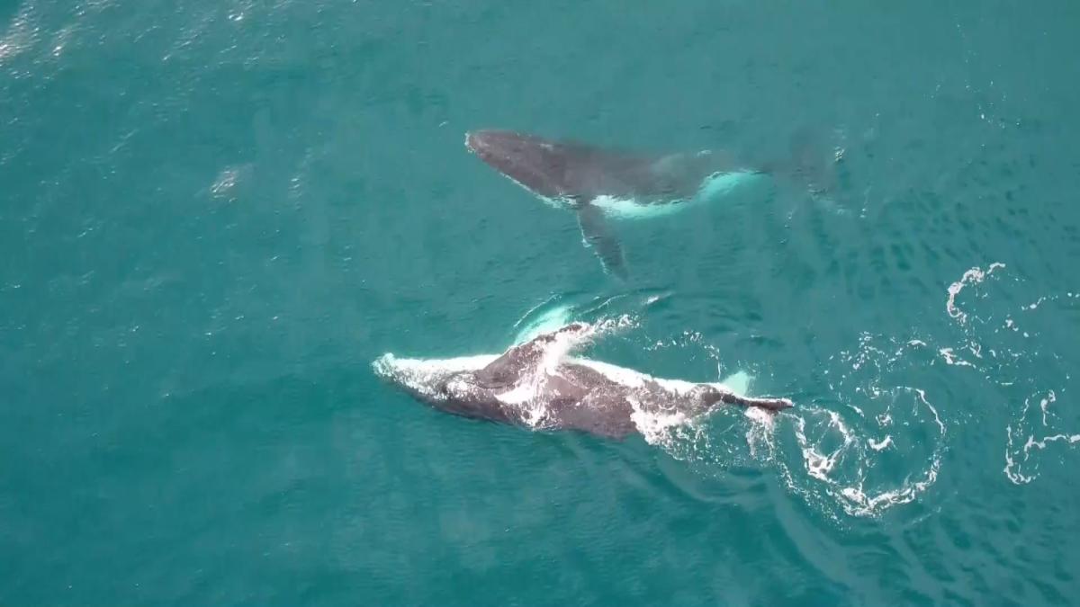 Ballenas completan una travesía récord de Australia a Brasil