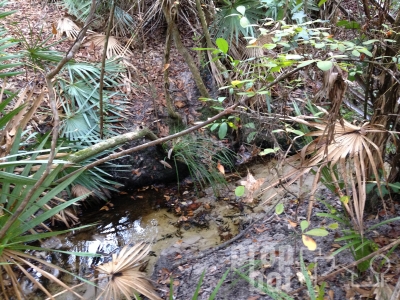 Preserve Lot with stream,