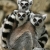 thelemur