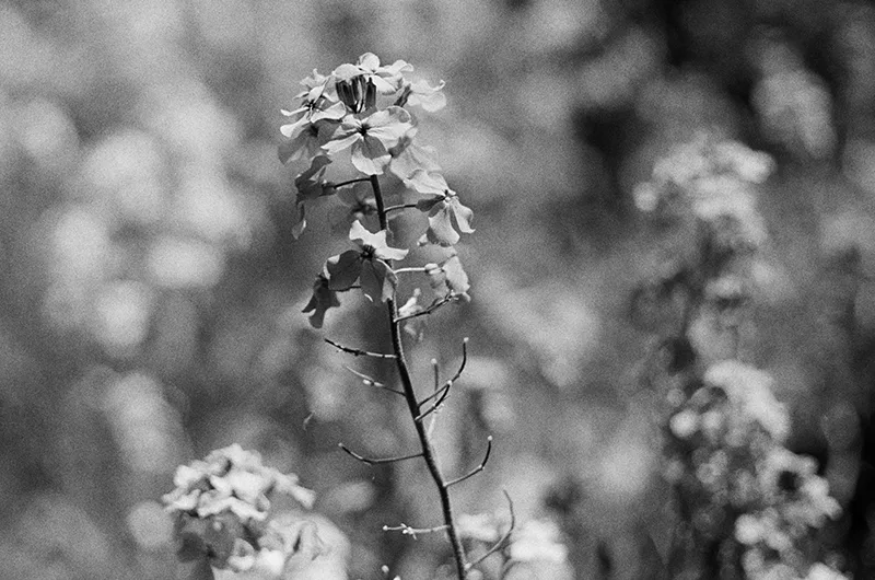 120 black and white film processing