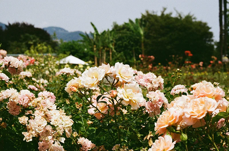 35mm colour film processing