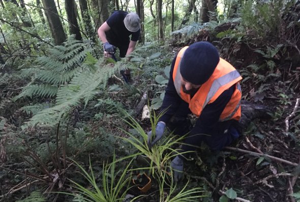 news - te ara utiwai tree planting