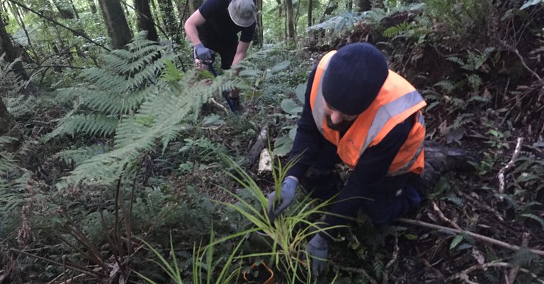 news - te ara utiwai tree planting