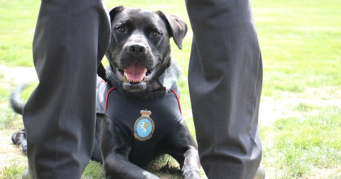 News - From Porirua's pound to explosives detector dog
