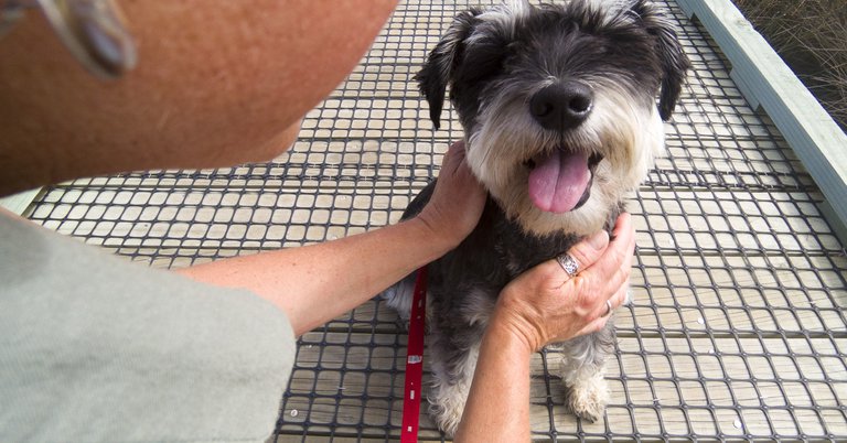 Dog registrations due in Porirua