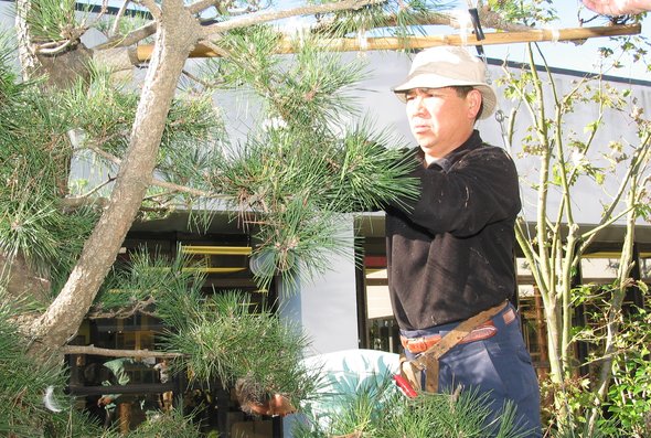 Nishio gardener at Porirua's Japanese Garden