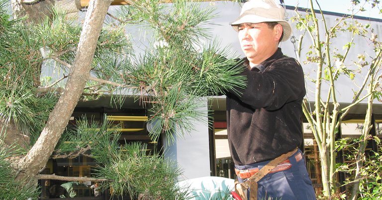 Nishio gardener at Porirua's Japanese Garden