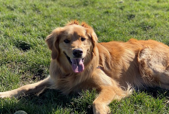 Luna at Plim Dog Park sunny day.jpg