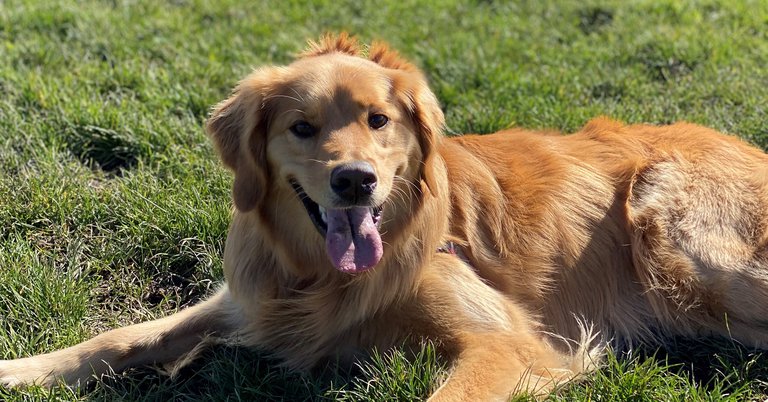 Luna at Plim Dog Park sunny day.jpg