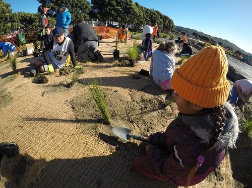 News - Ngāti Toa students plant new harbour dune