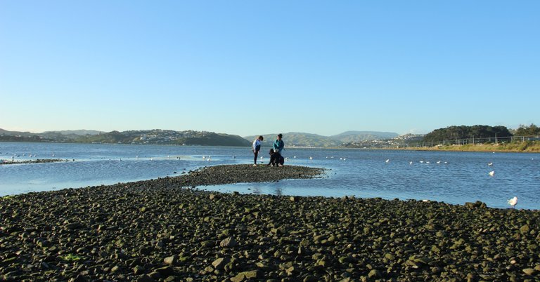 News - Freshwater improvement grant to improve harbour water quality