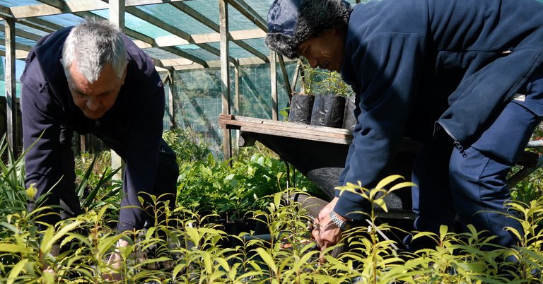 Grab a bargain at Council's nursery sale - Porirua City