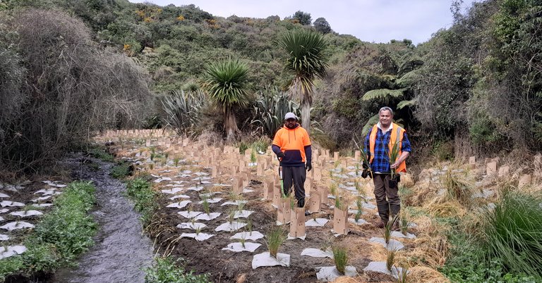 Scrubcutting_Men_Cannons_Creek_Stream