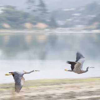 Two-Herons