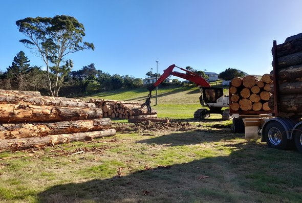 bothamley park tree work