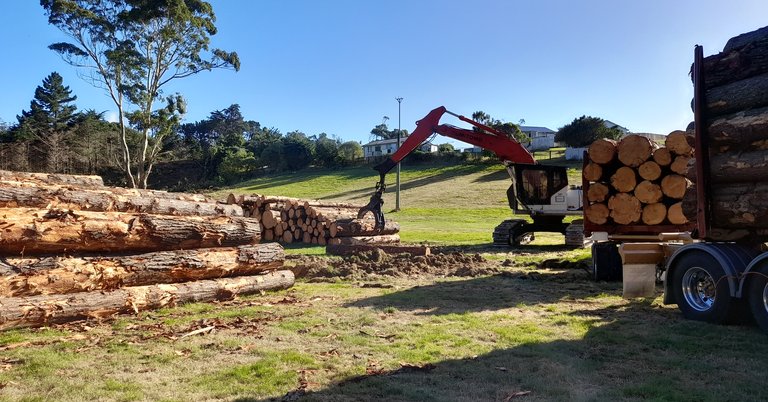 bothamley park tree work