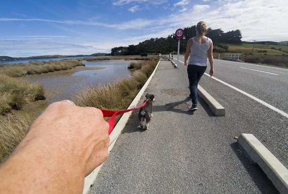 News - dog walking on lead on Te Ara Piko