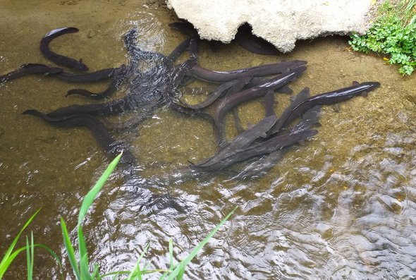 eels whitby