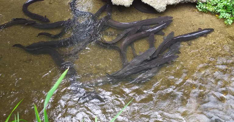 eels whitby