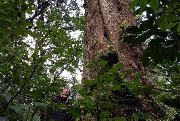 news - kahikatea ecology landscapes