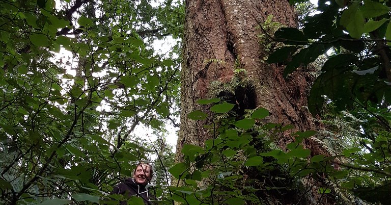 news - kahikatea ecology landscapes