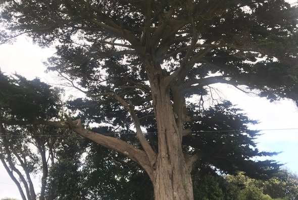 Titahi Bay macrocarpa