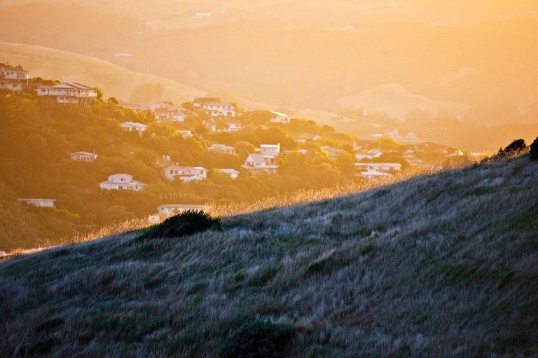 nature_bypixie Titahi Bay looking at Camborne.jpg