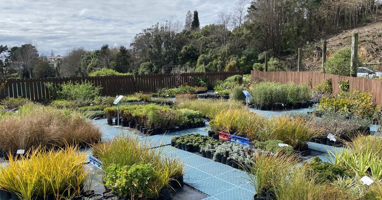 City Roots Nursery and Landscape - Grow Native!