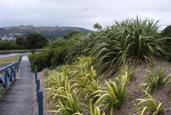 Porirua Stream