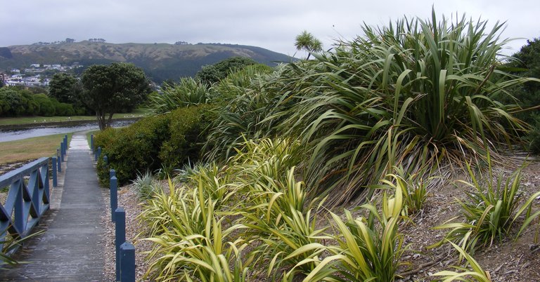 Porirua Stream