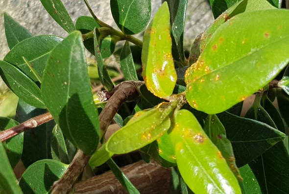 Myrtle rust has been found on ramarama shrubs on Parumoana St.