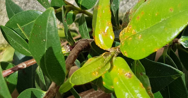 Myrtle rust has been found on ramarama shrubs on Parumoana St.