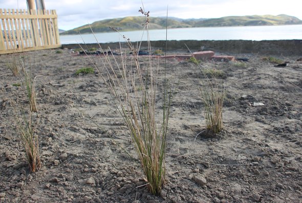 Coastal shrubs