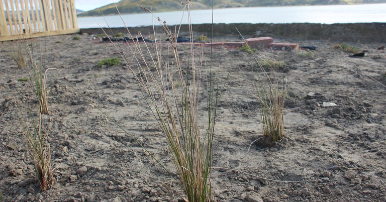 Coastal shrubs