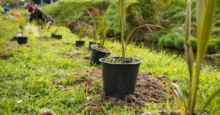 streamside planting.jpg