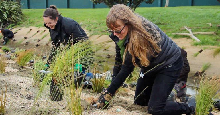 Nursery and plants - Porirua City