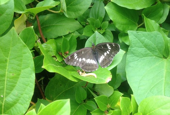 White Admiral