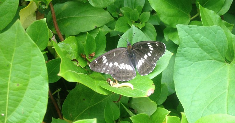 White Admiral