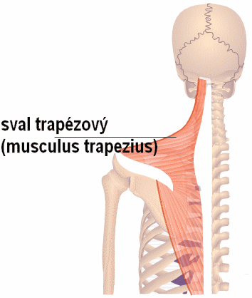 Ergonomie práce s počítačem – první část