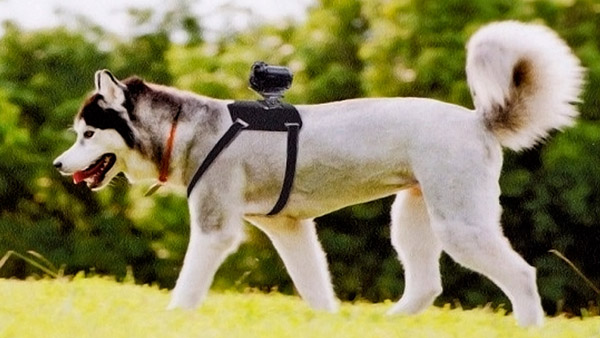 Víkendovka: Sony přichází s držákem na kameru pro psy