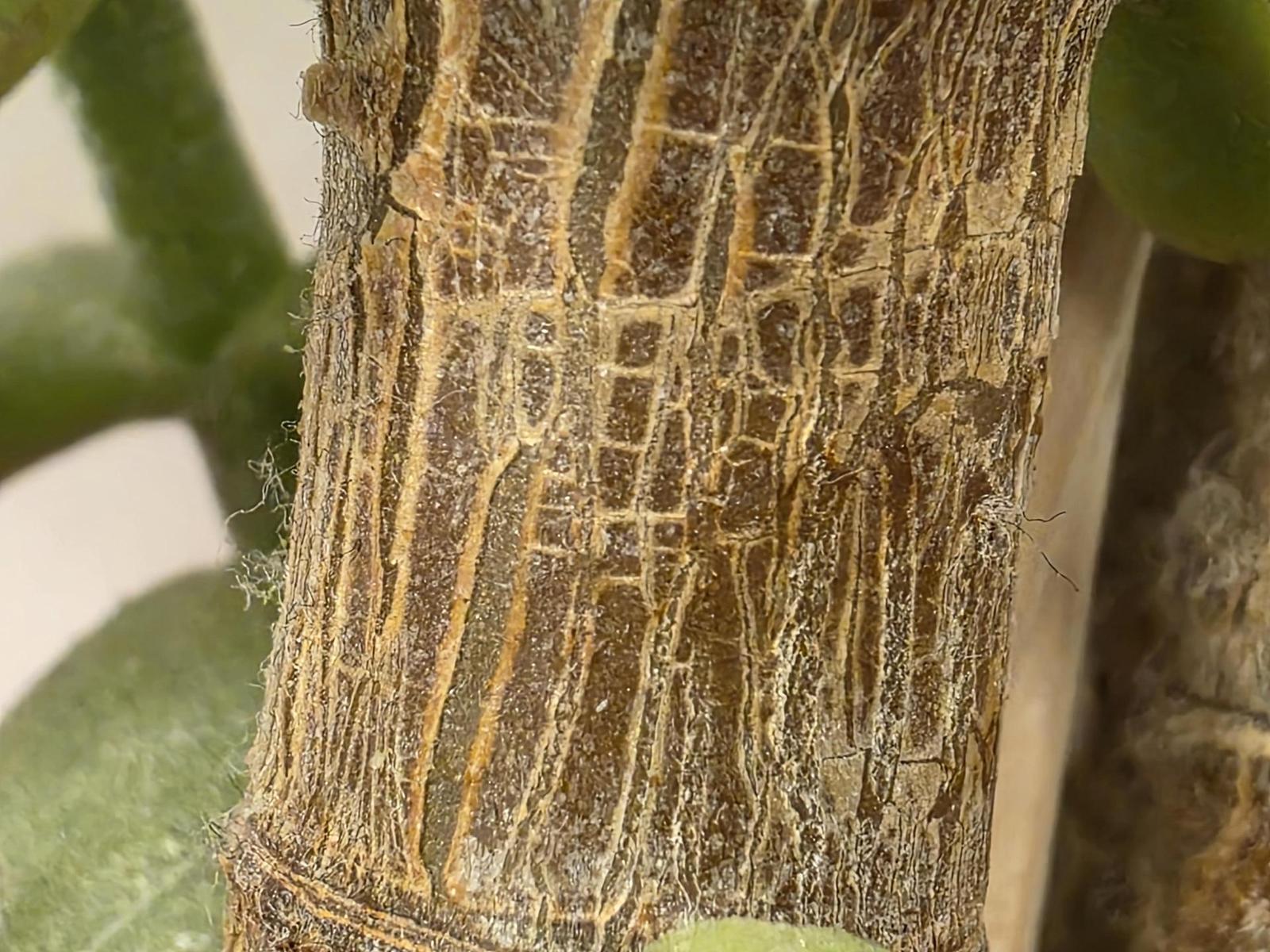 Teleobjektiv (3× zoom)