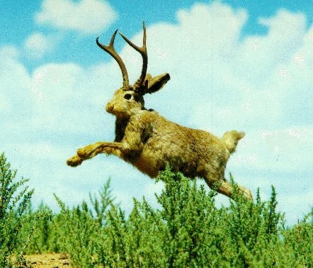 Linux Ubuntu 9.04 "Jaunty Jackalope"