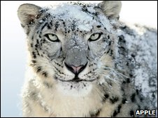 Snow Leopard se prodává skvěle