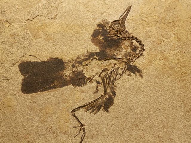  "Fossil bird Field Museum" by Matt Mechtley from Tempe, Arizona, USA - Fossil early bird Uploaded by FunkMonk. Licensed under CC BY-SA 2.0 via Wikimedia Commons.