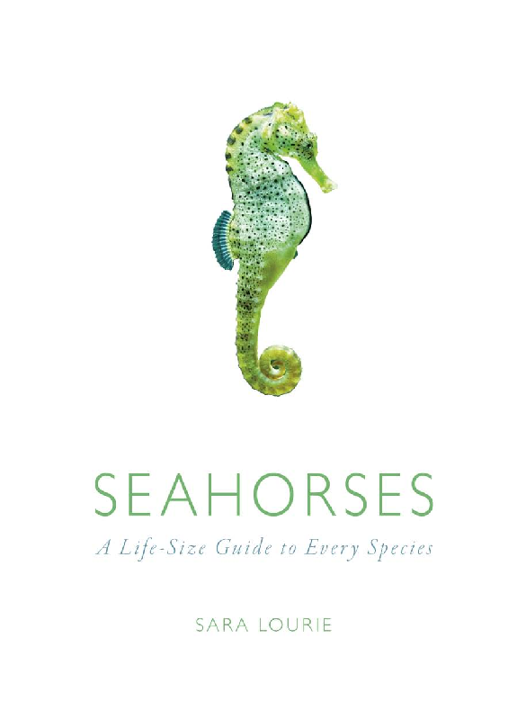Seahorses A Life-Size Guide to Every Species
